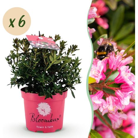 Rhododendron Magenta Lot de 6 Plantes Haie Fleurie Persistante Rose Pot 17cm - PANGIVO (1/5)