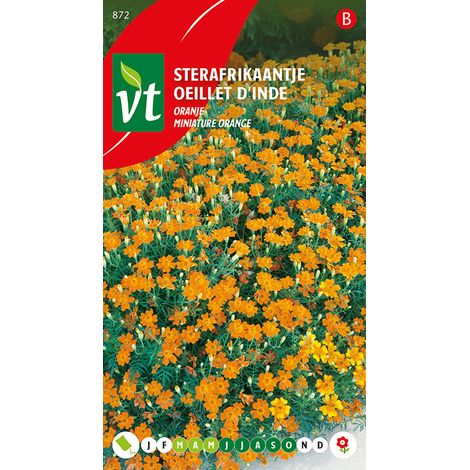 Œillet D'Inde Miniature Orange - Ca. 0,5 gr (Livraison Gratuite) (1/2)