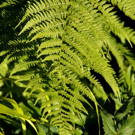 Fougère femelle - Athyrium filix-femina 20 cm Godet 9cm (1/3)