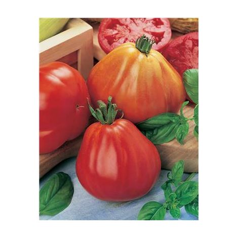 TOMATE BORSALINA HF1 - 10 SEMENCES - GRAINES DE LEGUMES