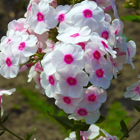 3 Phlox 'Coral Eye' (1/4)