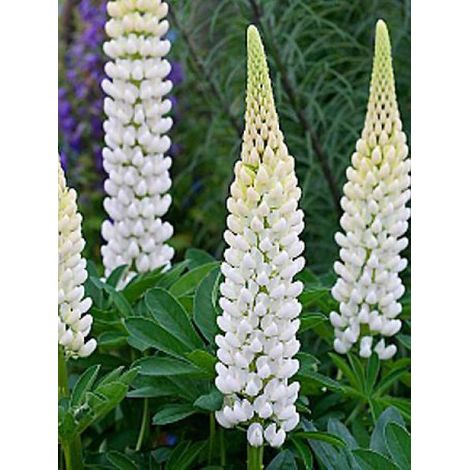 Lupin 'Gallery White' Pot de 2L/3L