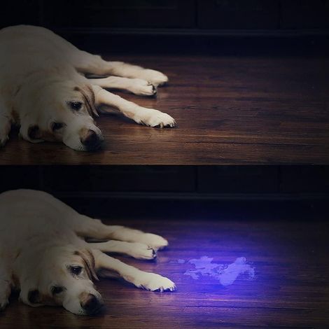 Lampe Torche UV - Détecteur Urine Animaux - 51 LED 365 nm - Pour Taches Séchées Sur Tapis Meubles Rideaux - 1 Pièce