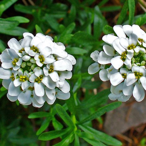 4 x Corbeille d'Argent - Iberis sempervirens  - godet 9x9 cm (1/4)