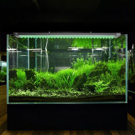 TolleTour 18W 50.5 cm, Lampe LED pour aquarium + télécommande, éclairage bac à poissons (1/5)