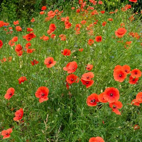 Vilmorin - Coquelicot Simple Rouge Bio (1/2)