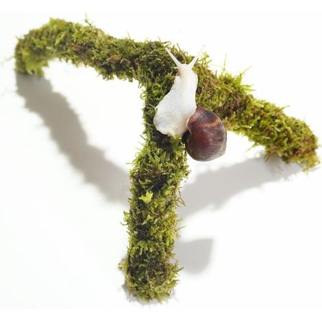 Pont de mousse naturelle courbée pour terrarium décorations pour escargots et reptiles branche décorative pour vivarium (1/5)