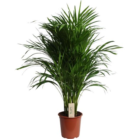 Palmier Areca Dypsis Lutescens - Plante Verte d'Intérieur - Pot Ø21 cm - Hauteur 100 cm - PANGIVO (1/4)