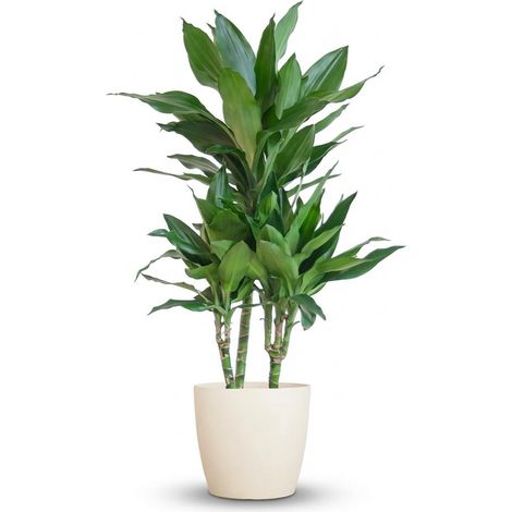 Dracaena Janet Lindt Plante d'Intérieur Dépolluante avec Pot Blanc Biodégradable 95 cm Ø 21 cm - PANGIVO (1/4)