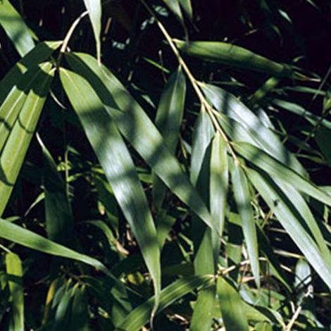 Bambou moyen - Pseudosasa japonica  - 60-80 cm pot