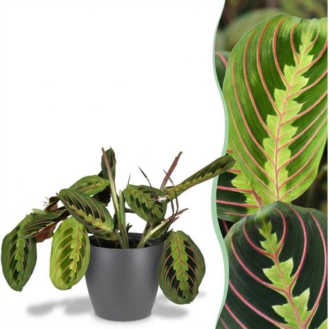 Plante d'Intérieur Maranta Fascinator Tricolour Plante de Prière avec Pot Gris Ø12cm H25cm - PANGIVO (1/5)