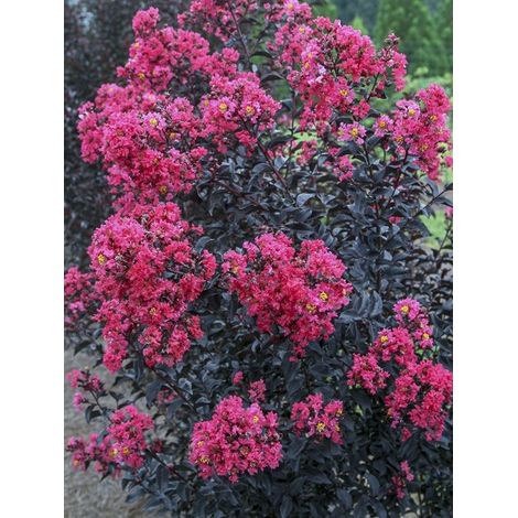 Lilas des Indes 'Midnight Magic' Pot de 3L/4L (1/3)