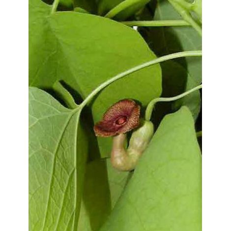 Aristoloche Pot de 1L/1,5L