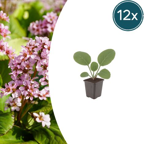 Lot de 12 Bergenia cordifolia - Plante des Savetiers Vivace Couvre-sol Rose - ↕10-25cm Ø9cm - PANGIVO
