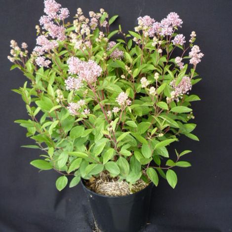 Céanothe, Lilas de Californie Marie Simon/Pot de 3L - 20/40 cm (1/3)
