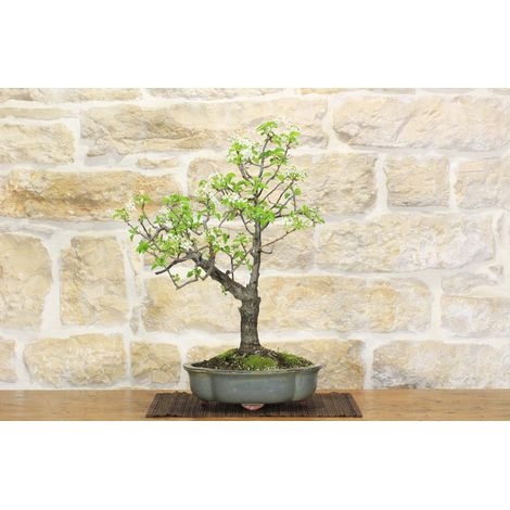 Bonsai di Ciliegio Selvatico (149) (1/5)