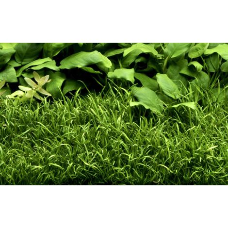 Aquarium Pflanze 10 Stück Lilaeopsis brasiliensis Wasserpflanze Topf Nr.340 Set