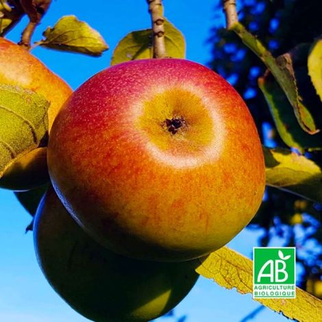 Pommier 'Bénédictin' BIO (Malus domestica 'Bénédictin') (1/3)