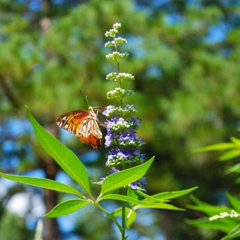 Gattilier (Vitex Agnus-Castus) (1/3)