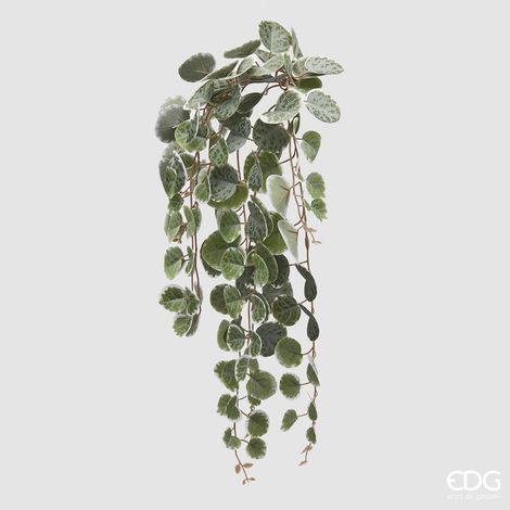 EDG Ceropegia Cadente Verde H 47 cm (1/3)