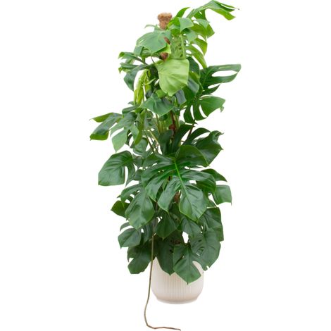 Plante Verte Monstera Pertusum XL avec Pot Fold Blanc Ø30 cm - Hauteur 150 cm - PANGIVO