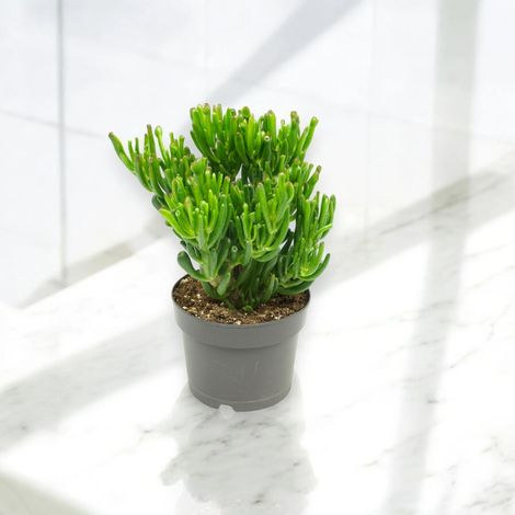 Gardenaria Crassula ovata 'Gollum' - Pianta da interno ornamentale - Altezza: 25 cm (vaso 17) (1/5)