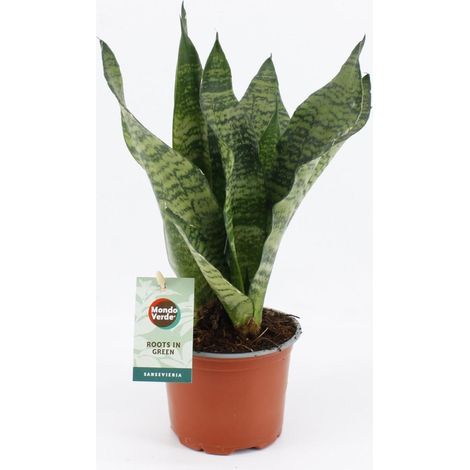 Sansevieria Black Coral - Plante Verte d'Intérieur Facile d'Entretien - Ø12 cm - Hauteur 35 cm - PANGIVO