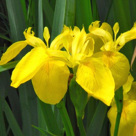 4 x Iris des marais - Iris pseudacorus  - godet 9x9 cm