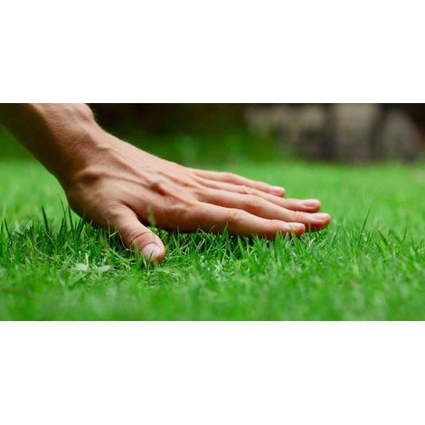 Water Saver 5 kg – Miscuglio Tappeto Erboso Coated ad Alta Resistenza Barenbrug