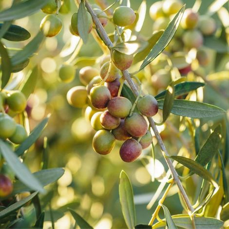 PIANTA DI ULIVO ARBEQUINA in vaso 20/fitocella - età 2/3 anni (foto reali)