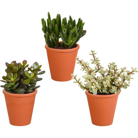 Lot de 3 Plantes Grasses Crassula Mélange Varié en Pots de Terre Cuite Méditerranéens 8,5 cm - PANGIVO (1/5)