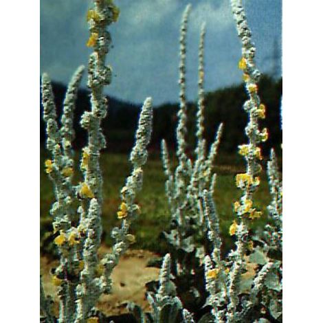 Molène 'Eté Polaire' Godet de 8/9 cm