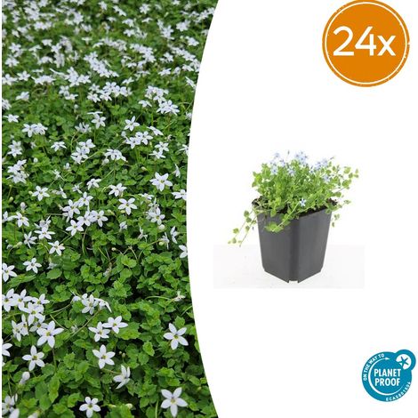 Lot de 24 Isotoma fluviatilis 'Alba' Plantes Couvre-sol à Fleurs Blanches Pot Ø 9 cm H 10-25 cm - PANGIVO (1/5)