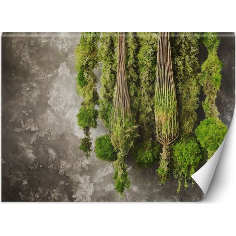 Fototapete Moospflanze Natur 100x70 cm