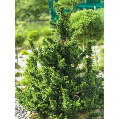 Thuya du Canada 'Maloyana Holub' Pot de 4L/5L (1/4)
