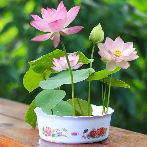30 Lotus-Samen für Hydrokultur – Gemischte Sorten, winterharte Wasserpflanzen, perfekt für Innen- und Außengarten