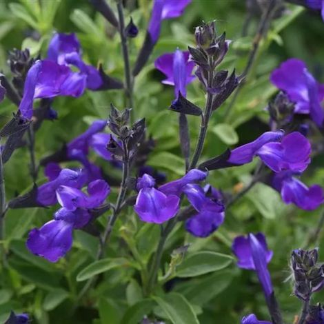 Sauge d'automne Mirage™ Bleu/Pot de 3L - 20/40 cm (1/3)