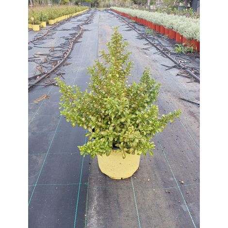 Coprosma Repens Lemon and Lime Pot 18 cm Arbuste Persistant à Feuillage (1/3)