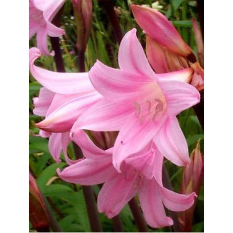 Amaryllis belladonne Bulbe calibre 20+