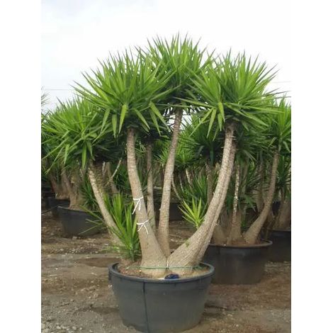 Gardenaria Yucca - Pianta da interno ornamentale - Altezza: 135 cm (vaso 31) (1/5)