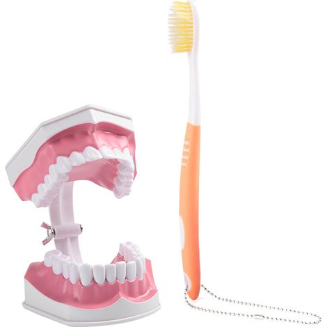 Modèle de dents pour adultes et brosse à dents avec dents amovibles de haute qualité - Modèle pédagogique (1/5)