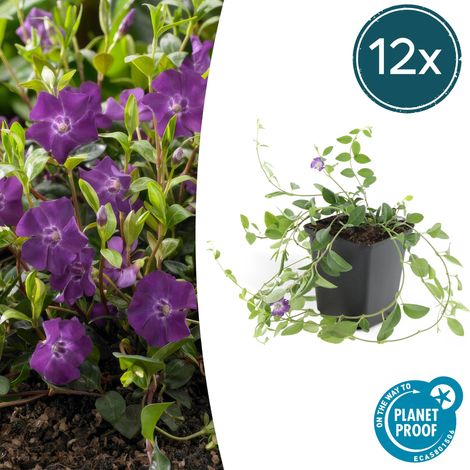Lot de 12 Pervenches Vinca minor Atropurpurea Couvre-sol Fleurs Violettes Pot Ø9cm 10-25cm - PANGIVO (1/5)