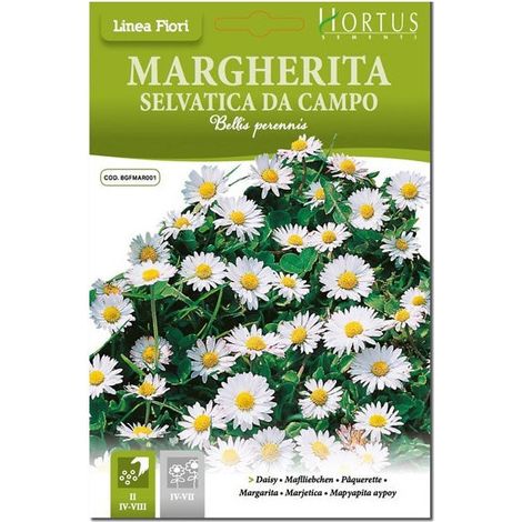 Margherita Selvatica da campo DB