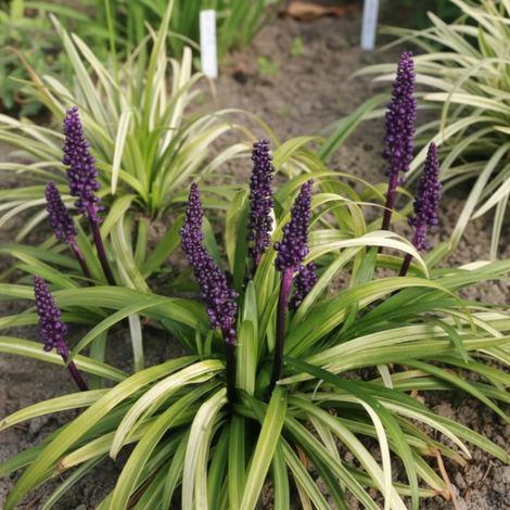 Liriope purpureum/Godet - 5/20 cm (1/5)