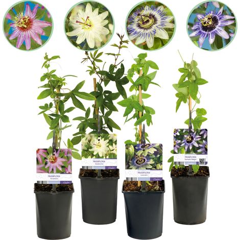 Lot de 4 Fleurs de la Passion Passiflora Rainbow Rose Blanc Violet Vert Pot 11 cm Hauteur 40 cm - PANGIVO (1/4)