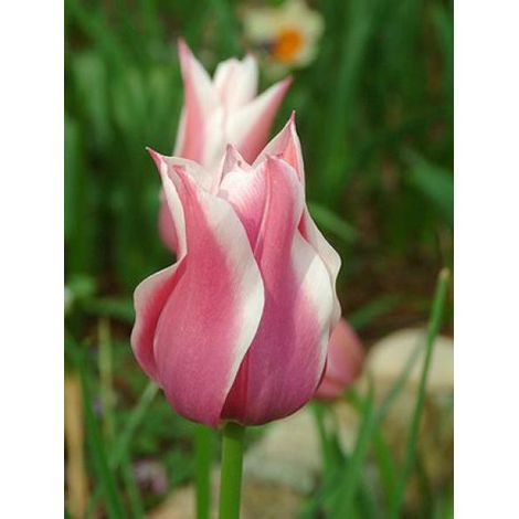 Tulipe fleur de lis 'Claudia' Bulbe calibre 12+ (par 10) (1/2)