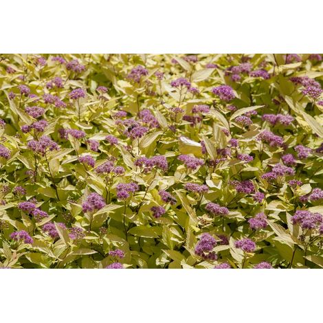 Sommerspiere 'Golden Princess' Spiraea japonica 'Golden Princess' C 7 40- 60 (1/4)
