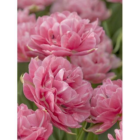 Tulipe double tardive 'Aveyron' Bulbe calibre 11+ (par 10) (1/2)