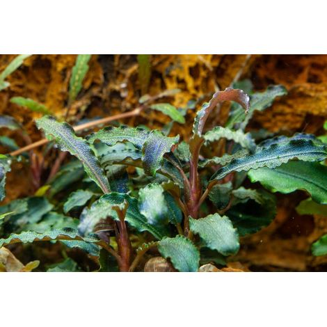 Aquariumpflanze Bucephalandra 'Kedagang' Nr.139B