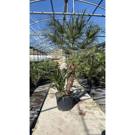 CHAMAEROPS HUMILIS VASO 60 H TR.60/80 Lt.90